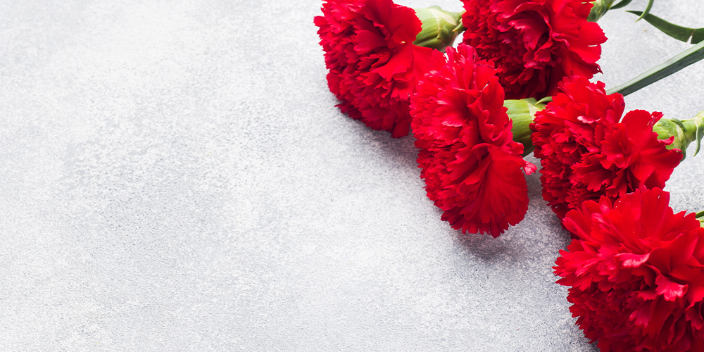 赤色のカーネーション