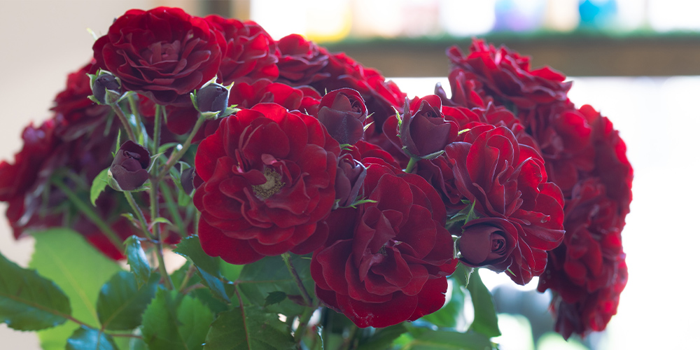 濃い赤色のカーネーション