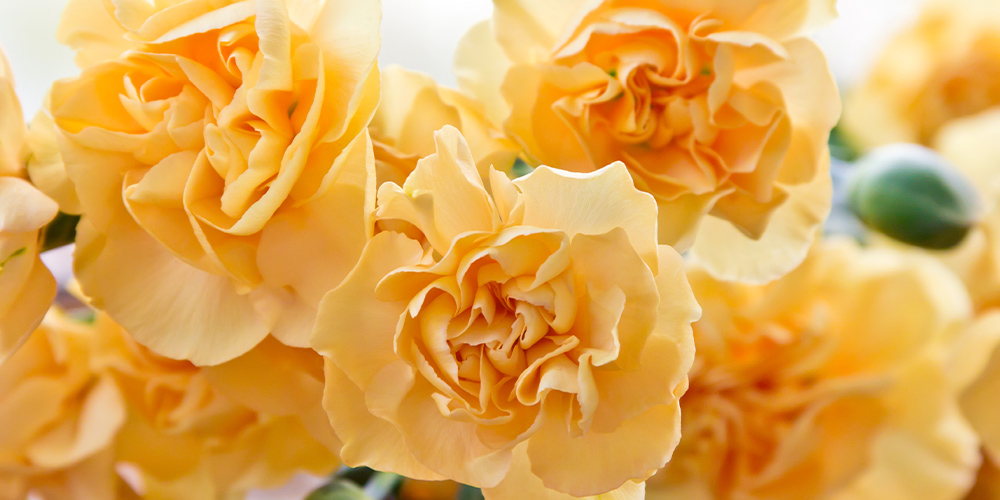 黄色のカーネーション