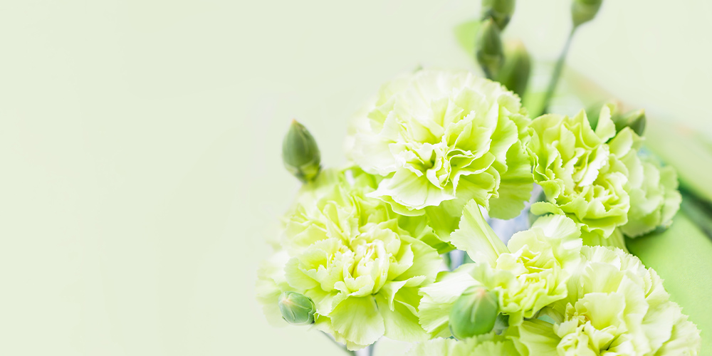 緑色のカーネーション