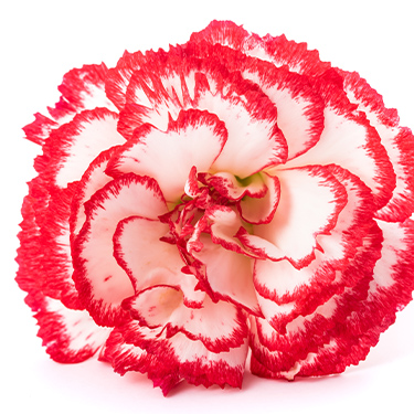 カーネーション