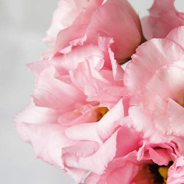 トルコキキョウ